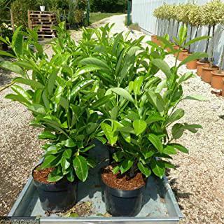 Recensioni di arbusti sempreverdi da giardino