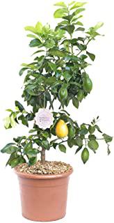Recensioni di piante mediterranee da giardino