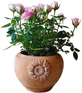 Recensioni di fioriere in ceramica