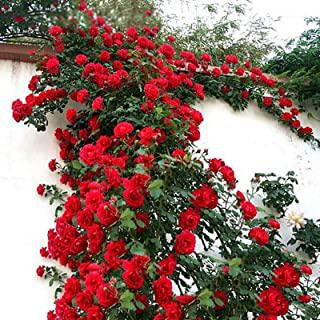 Recensioni di piante da giardino perenni